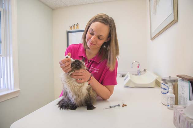 Veterinary jobs in fredericksburg va