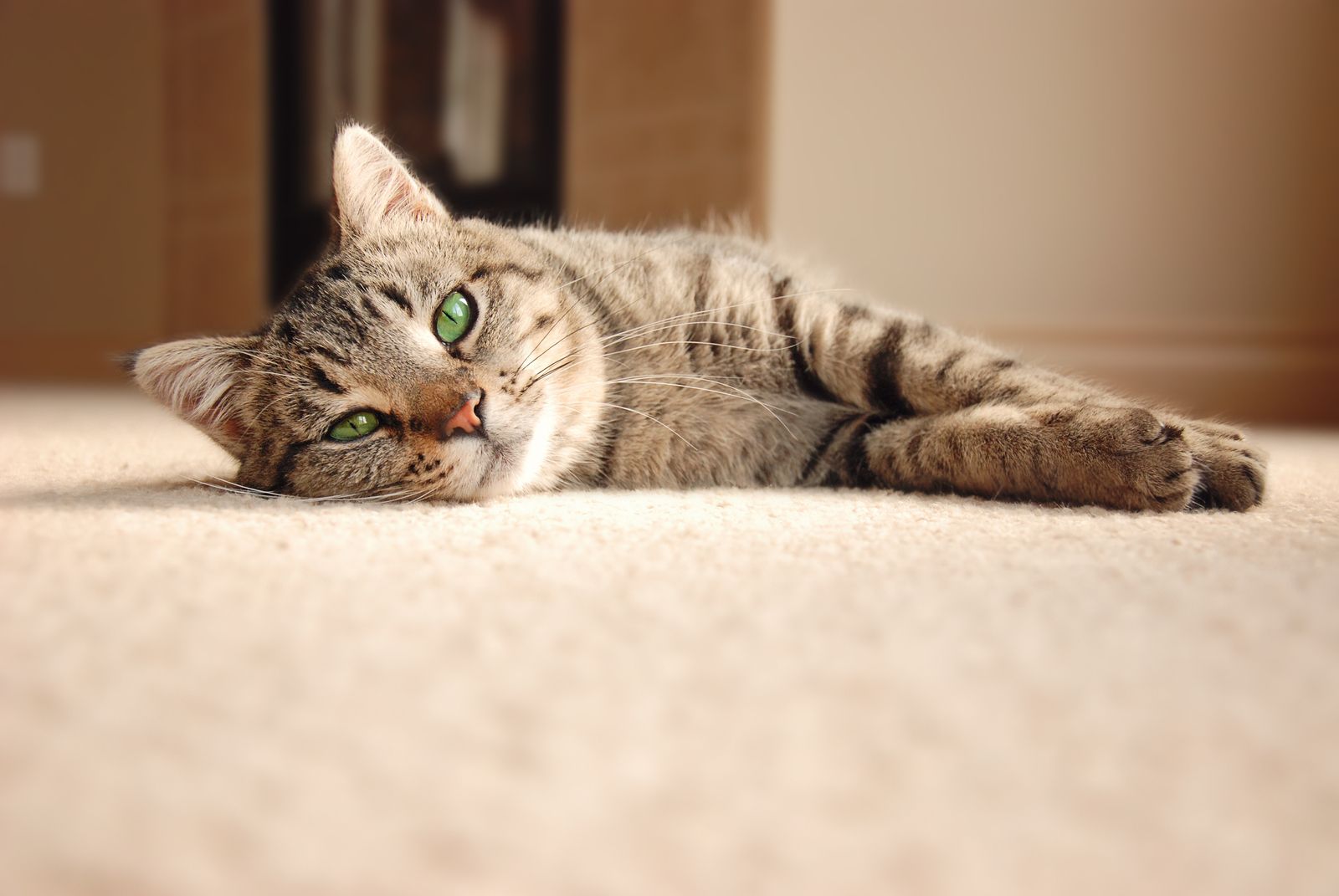 Treatment for Kidney Failure at Just Cats Veterinary Clinic